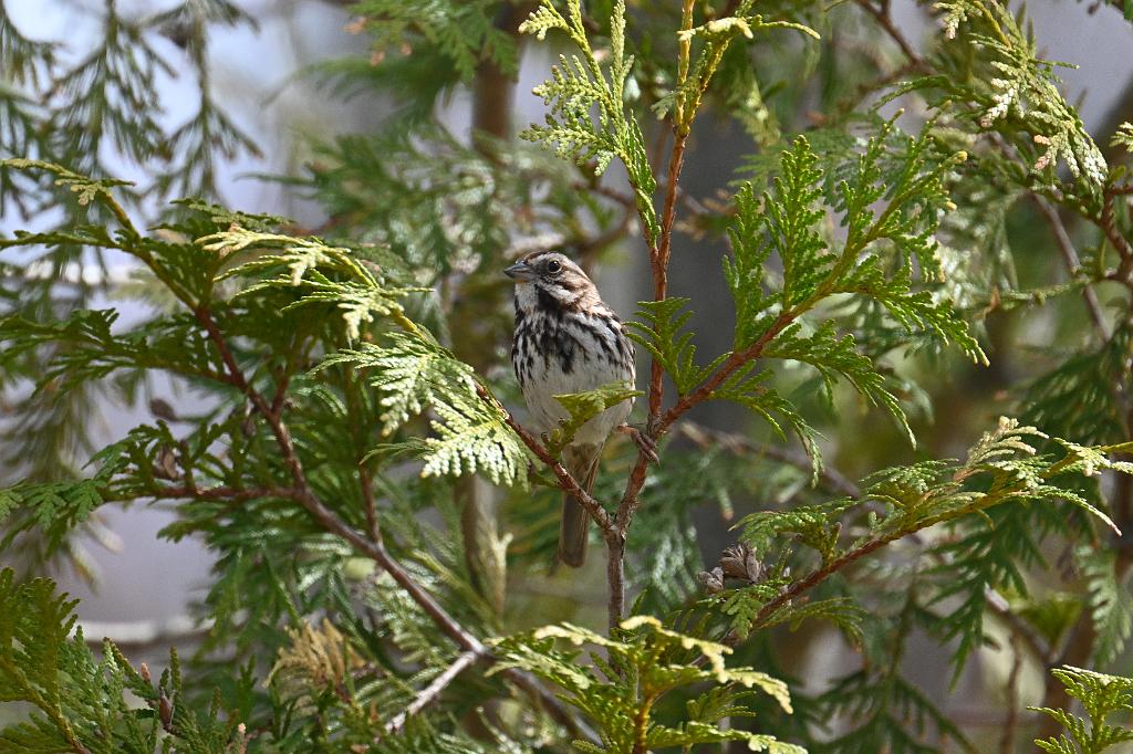 Sparow, Song, 2025-04046235 Tower Hill Botanic Garden, MA.JPG - Song Sparrow. New England Botanic Garden at Tower Hill, MA, 4-4-2025
